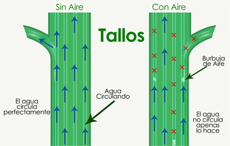 Comparación de Tallos