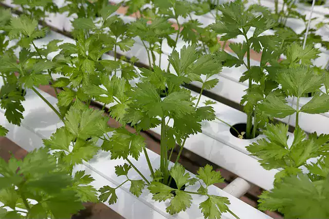 cilantro hidropónico hydro