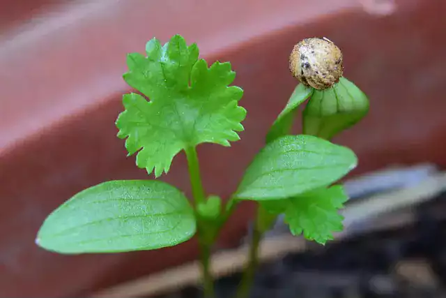 siembra en semilleros de cilantro