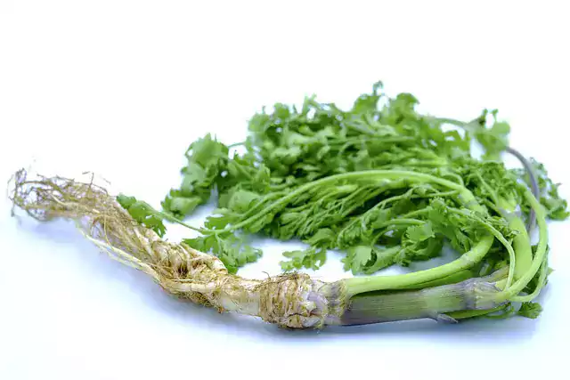 cosecha del cilantro hidropónico