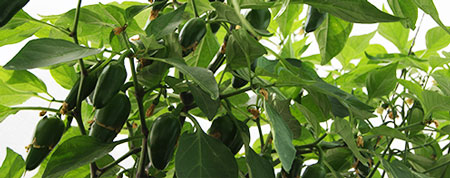 Cosecha de Chile