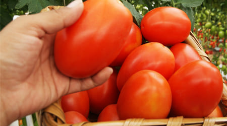 Guía: Variedades y características del cultivo de jitomate