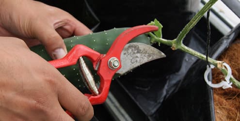 cultivo del pepino y cosecha