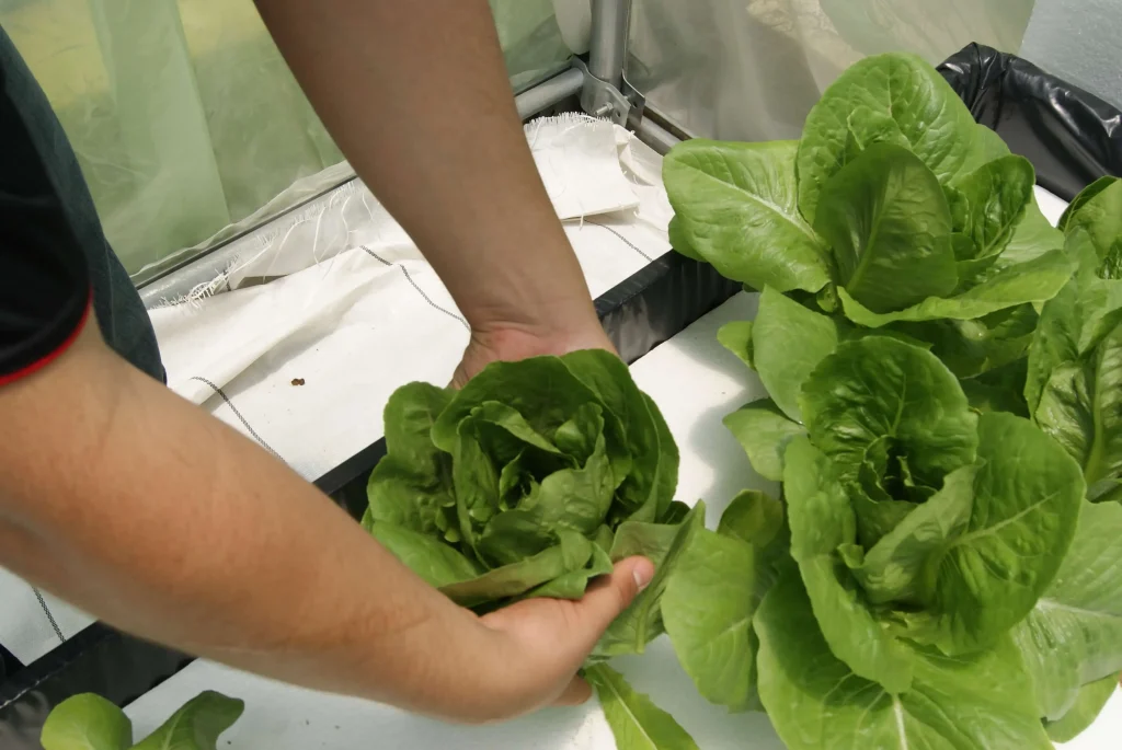 Cultivo de Lechuga Hidropónica francesa en raiz flotante