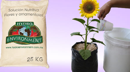 dosificación de la solución hidropónica para flores