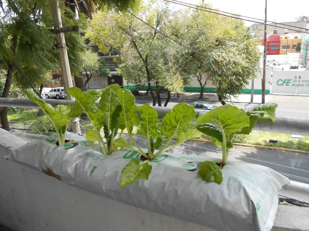cultivo de acelga en boli de fibra de coco