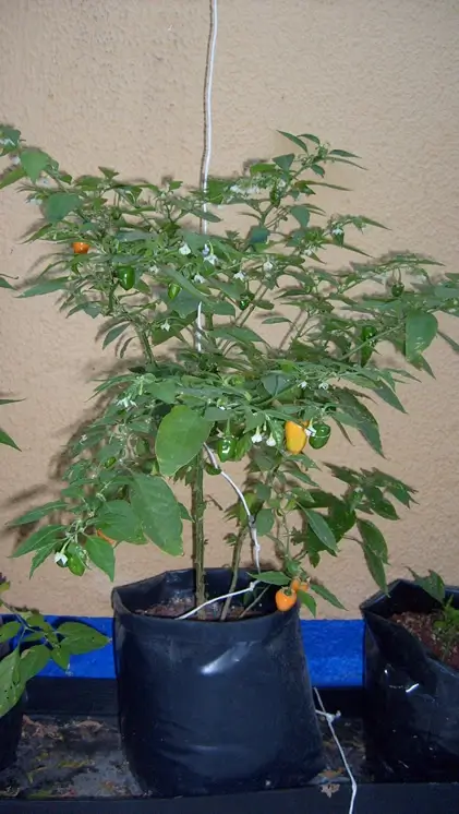 Cultivo de Chile Hidropónico Casero: Guía Práctica