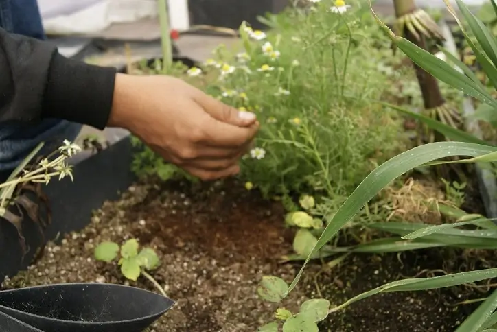 cuidado de plantas en Cama de cultivo para Huerto huacal hidroponico bancal contenedores para hidroponia hidroponicos
