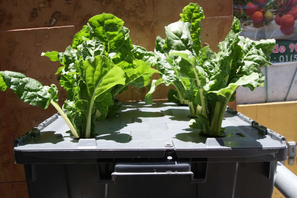 cultivo de acelga en raiz flotante por hidroponia