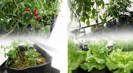 Cultivo chile, jitomate