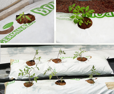 cultivo de jitomate hidroponico en fibra de coco