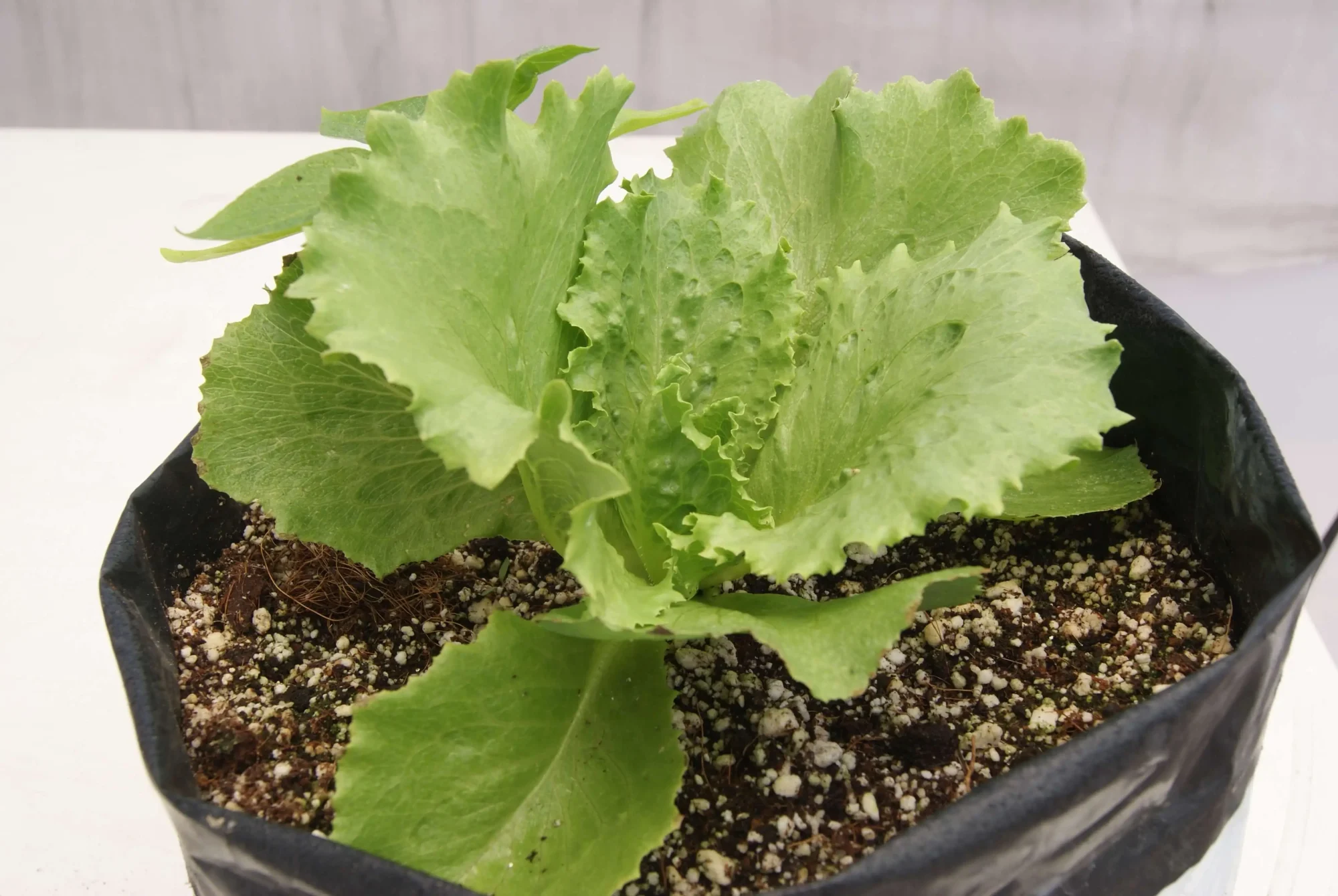 cultivo de lechuga hidroponica en sustrato