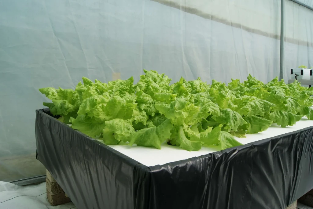 lechuga hidroponica producida por raiz flotante