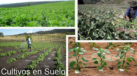cultivos en suelo