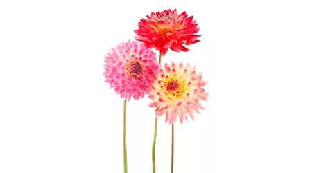 Sobre de Semilla de Flor Dalia enana