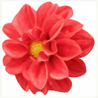 Dalia