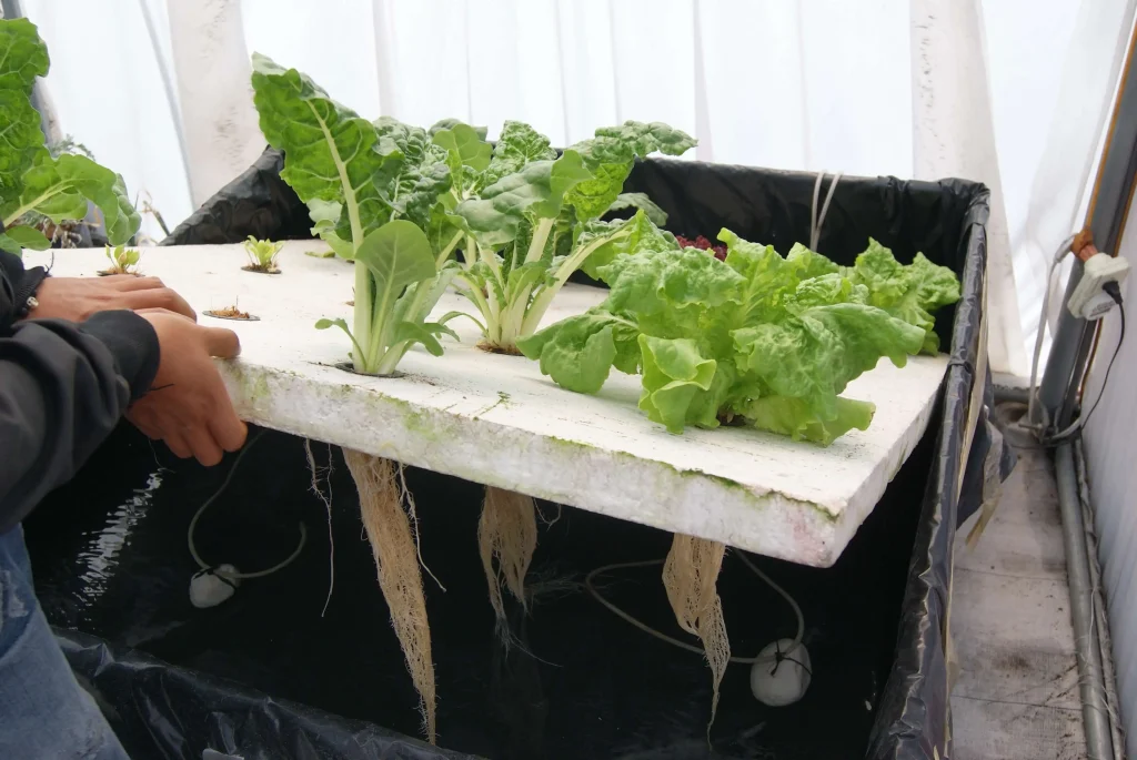 cultivo de acelga y lechuga en raiz flotante 