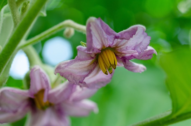 flor de la berenjena