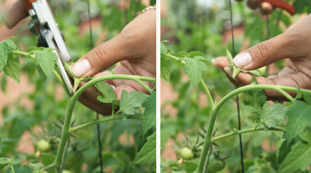 eliminación de chupones de jitomate