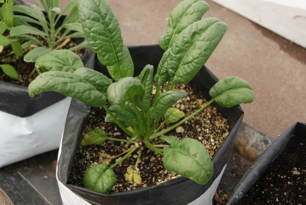Cultivo de espinaca en hidroponia
