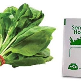 Gramo de Semilla de Espinaca Var Viroflay