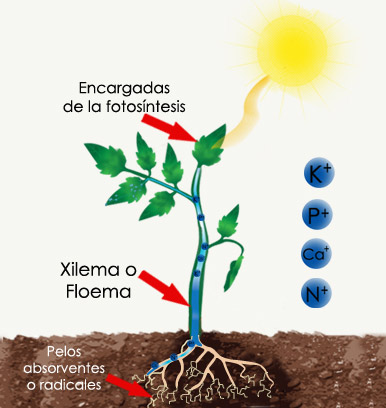 Esquema fotosintesis con iones