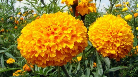 Flor de Cempaxúchitl