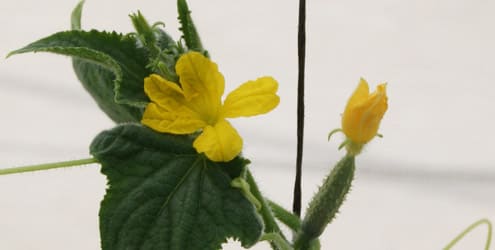 floración en el cultivo del pepino