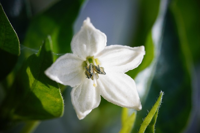 flor de la planta del chile en el cultivo hidroponico casero 