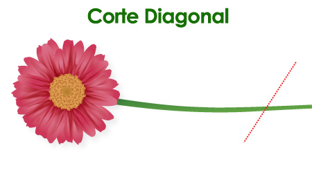 Corte Diagonal