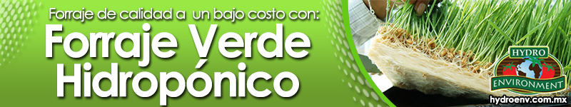 Forraje Verde Hidropónico