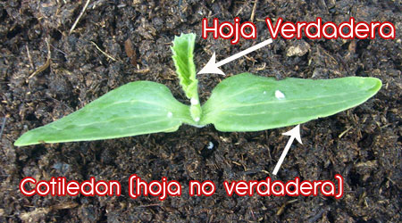 Foto Cotiledones
