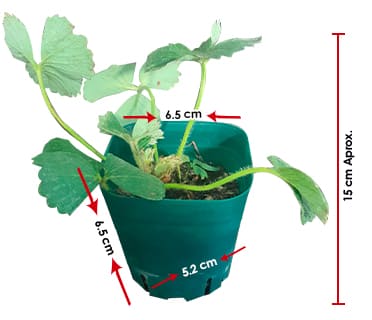 diagrama-de-tamaño-fresa-imagen, Caja de 20 plantas de fresa