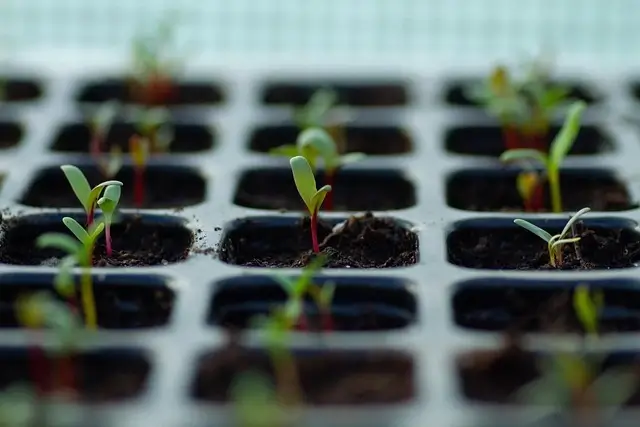charola de germinación con acelgas germinado 
