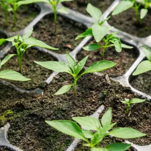 Cultivo de chile hidropónico en semilleros de plástico