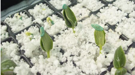 sustrato perlita mineral perlita blanca carlita agrolita mineral expandido expandida grado medio para germinación e hidroponía para plantas en saco o costal de 100l 100 litros 