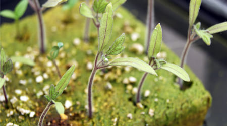 germinación de jitomate en foami agricola por hidroponia 