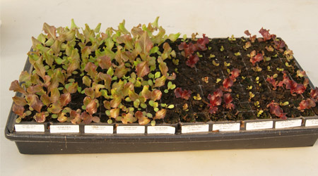 Lechuga en Germinador