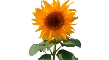Gramo de Semilla de Girasol Forrajero Var. Nacional