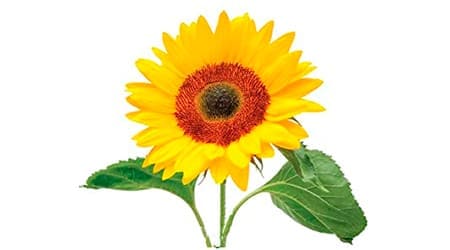 Sobre de Semilla de Flor Girasol
