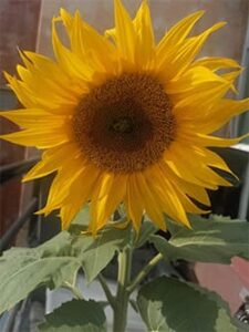 Girasol forrajero, jirasol, jirasol forrajero, semilla nacional, gramo