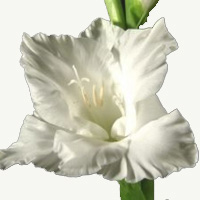 Gladiola