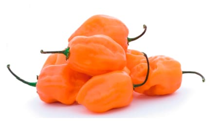 Sobre de 1000 Semillas de Chile Habanero Híbrido CANEK F1