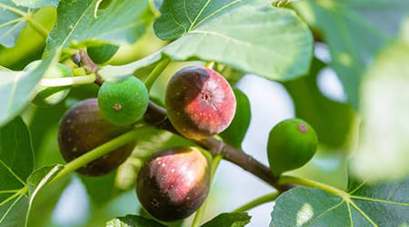 Ficus carica, Higuera, figuera, pikotze, figueira, higos, igos, iguera, Caja de 3 Plantulas de Higo Variedad Black Mission