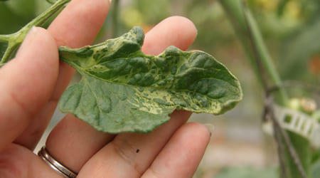 hoja de jitomate