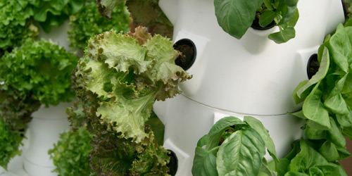 Hortipor