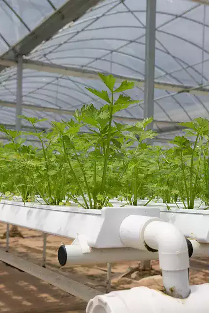 cilantro en nft hidroponia