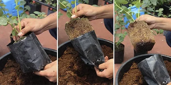 imagen_ilustrativa_de_trasplante_de_arandano en Cultivo de arándano casero