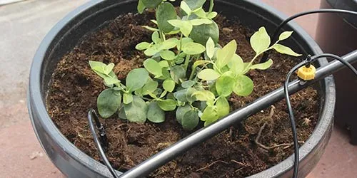 riego_por_goteo_en_arandano para Cultivo de arándano casero