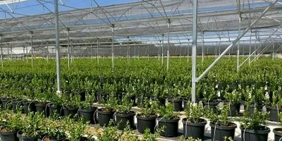 guia_solucion_nutritiva_arandano en Cultivo de arándano casero